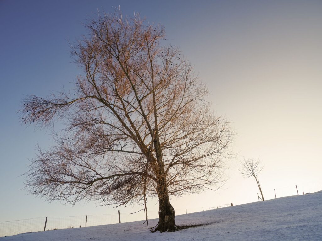 Bare tree in a quiet winter landscape. Cover image for Growth Has a Winter: A Founder on the Contraction Nobody Puts on the Chart.